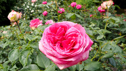 a large bud of a bright, open pink rose grows in the garden