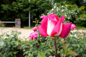 big bud of bright pink rose grows in garden in rose garden . side view . nature