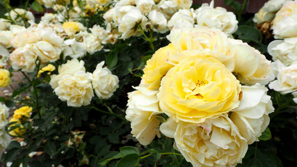 Beautiful rose garden in summer. A scenic view of a rose garden with a variety of flowers in full bloom, featuring pathways and greenery in the background.