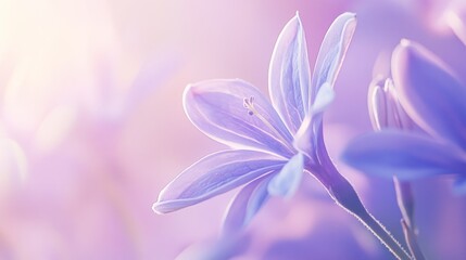 Fototapeta premium Delicate Lavender Flower Close Up Soft Light