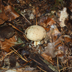 close The common false-leaved mushroom grows close in the forest among dry leaves. Family of mushrooms false-leaved. Scleroderma citrinum. inedible mushroom