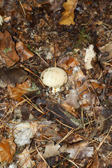 The common false-leaved mushroom grows close in the forest among dry leaves. Family of mushrooms false-leaved. Scleroderma citrinum. inedible mushroom. poisoning. copy space