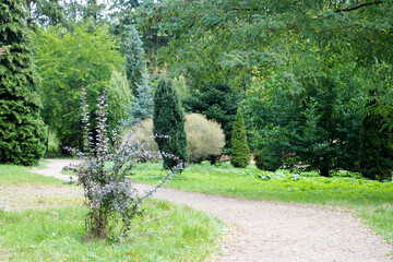 path in the forest on a summer day . nature
