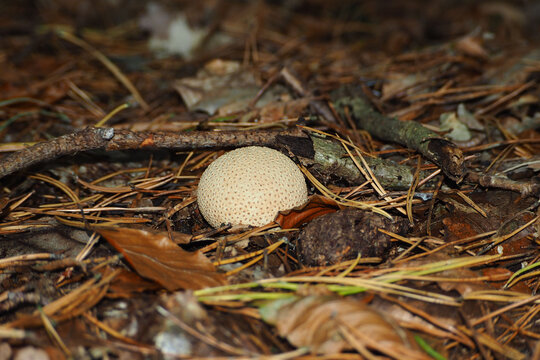 The common false-leaved mushroom grows close in the forest among dry leaves. Family of mushrooms false-leaved. Scleroderma citrinum. inedible mushroom. poisoning