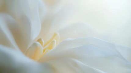 Obraz premium Delicate White Flower Petals Softly Unfurling