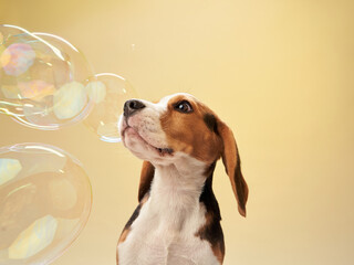A Beagle watches bubbles floating around against a yellow background, looking intrigued and focused.