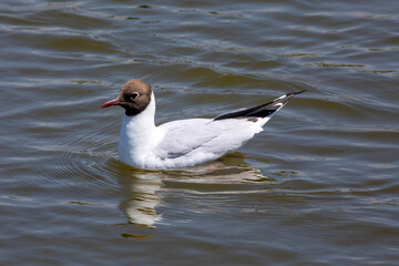 Black-headed Gull