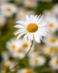 Fototapeta premium Oxeye Daisy Wildflower
