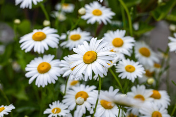 White daisies blooming in summer meadow