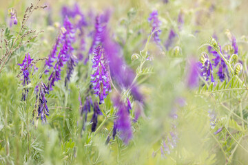 Purple tufted vetch flowers blooming in spring meadow