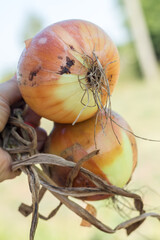 Farmer holding freshly harvested onions in field