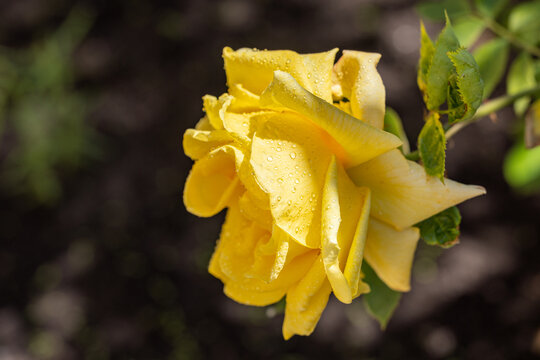 Beautiful yellow rose blooming in summer garden with water drops