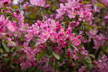 Blooming pink flowers on branches in springtime