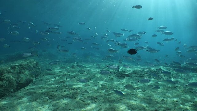 underwater fish scenery from mediterranean  sea breams ocean scenery underwater landscape seabreams  Diplodus sargus