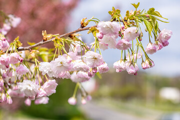 Blooming sakura branch hanging down in spring