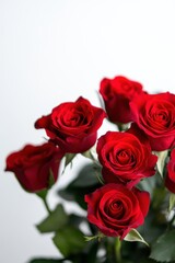 Obraz premium Beautiful rose flower for Valentine’s Day greeting card design.