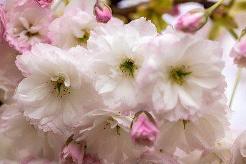 Delicate cherry blossoms blooming in springtime