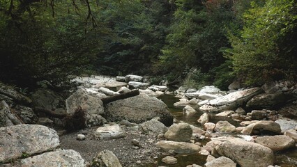Fallen tree trunk creating natural bridge over forest stream