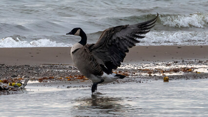 A Canada Goose spreading the wings while standing in the water