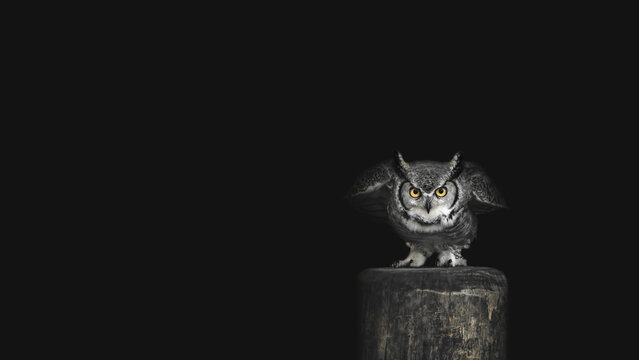 A Great Horned Owl On A  Tree Stump (Bubo virginianus) - Powered by Adobe