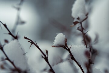 snow covered branches