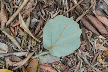 Freshly fallen leaf on bed of rotting brown leaves, small twigs, sticks of forest floor