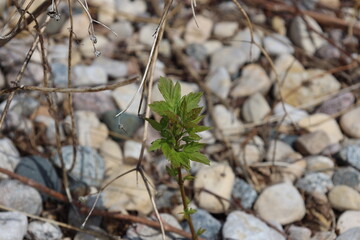 close-up macro first green leaves of spring sprouting on a stem in a gravel filled planter