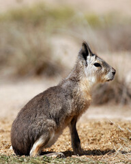Chacoan mara or Chacoan cavy is a relatively large South American rodent of the cavy family. They are a close to Patagonian mara