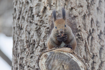 木の上のエゾリス