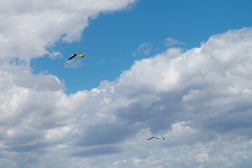 Low angle view of a flock of seagulls in flight