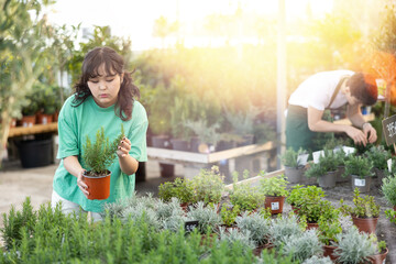 girl chooses rosemary with densely arranged flowers to decorate office balcony © JackF