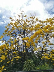 tree in autumn