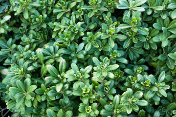 Evergreen japanese pittosporum. Background from green leaves Australian laurel for publication, design, poster, calendar, post, screensaver, wallpaper, cover. High quality photo