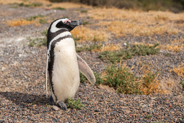 Magellanic penguins at the beach of Punta Tombo, Argentina