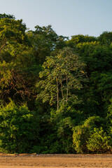 Fototapeta premium green and leafy tropical jungle on the banks of the Panama Canal