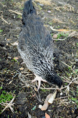 black hen that pecks at the grass