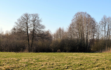 A view of a forest with trees without leaves and green corn.