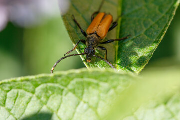 Close-up view of a colorful beetle perched on a green leaf in a natural setting showcasing its intricate details