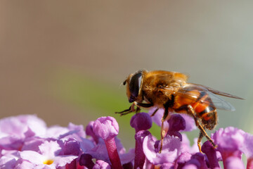 Honeybee collecting nectar from vibrant purple flowers in a sunny garden during spring