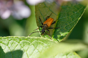 Colorful insect resting on green leaf during bright sunny day in a garden ecosystem