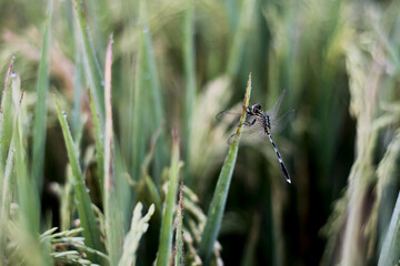 Fototapeta premium Dragonflies perched on the tips of dewy rice leaves in the morning