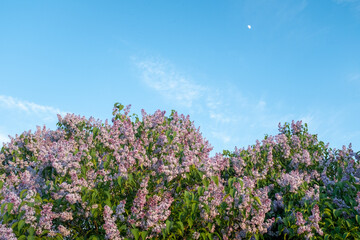 Obraz premium Beautifully blooming lilac bushes on blue sky background. Fresh lilac flowers in the spring garden at the sunny day for screensaver, wallpaper, publication, poster, calendar, banner, cover, website