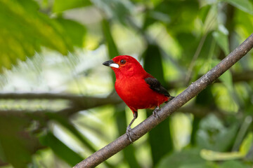 Red bird