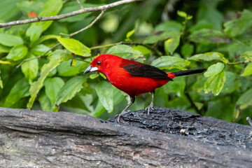 Red bird