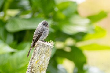 Bird in a branch