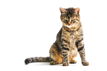Fototapeta premium Angry looking tabby cat on white background. Portrait of a home pet. Selective focus.