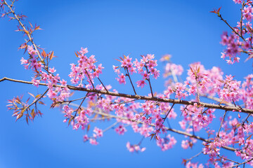 Beautiful Sakura or Cherry Blossom flowers bloom on the high mountain. The famous place of travel attraction destination at Chiang Mai, Thailand. Doi Inthanon National Park, Doi Ang Khang,