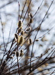Close-up of willow branches with fluffy earrings against the blue sky. The photo conveys the atmosphere of spring and nature awakening. Willow earrings are covered with small yellow stamens.