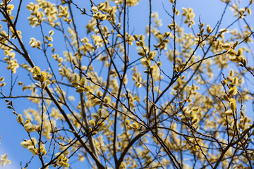 Willow branches with fluffy earrings against the blue sky. The photo conveys the atmosphere of spring and nature awakening. Willow willow earrings are covered with small yellow stamens.