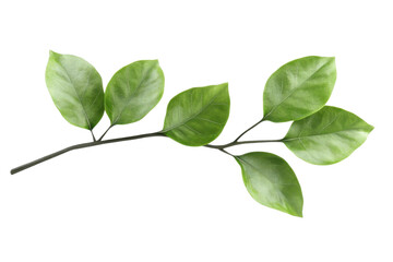 Obraz premium Green Leaves Grow on Branch, Fresh Spring Growth Botany Concept.